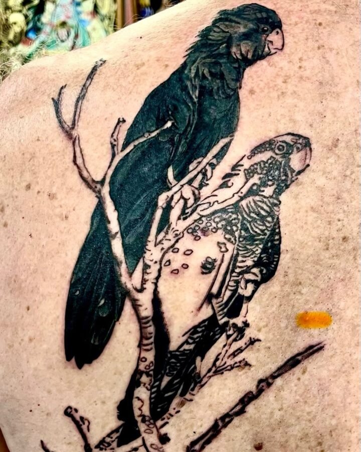 New art project, a pair of Red Tail Black cockatoos on the Cairns esplanade now …