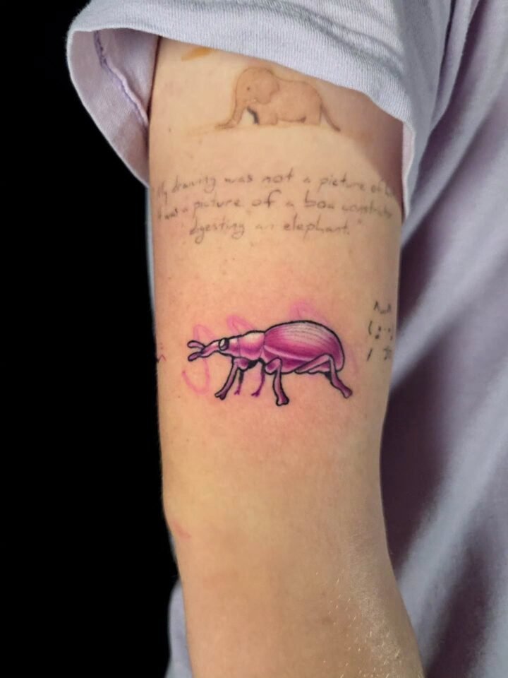 Weevil for Dylan! Lines healed color fresh! Thanks so much for getting 3 whole t…