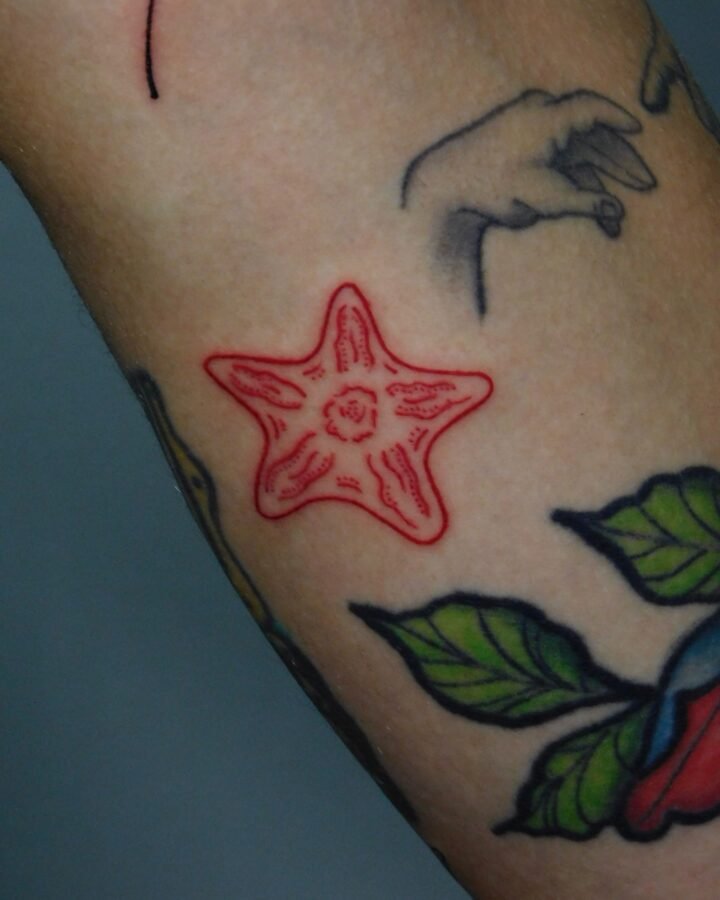 Esta estrellita de mar es compañero del pez que subi, tambien para llenar espaci…