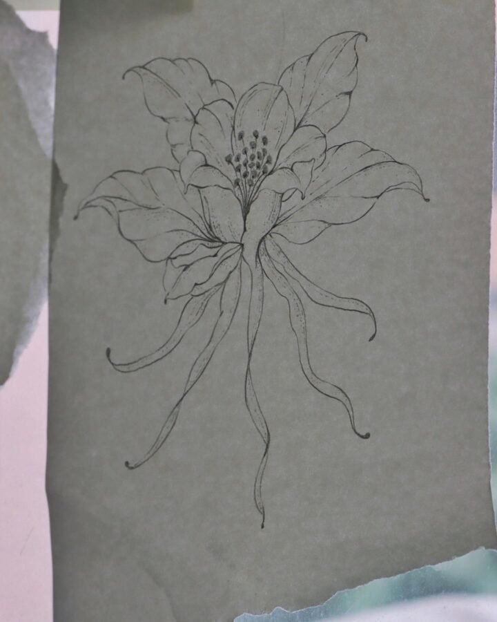 一棵具有獨特藥用價值的植物，不可當菜吃的菜。

【耬斗菜/夢幻草】Flash Available

具毒性又整株都擁有藥用價植，留意他有很長時間，必須畫下來。
…